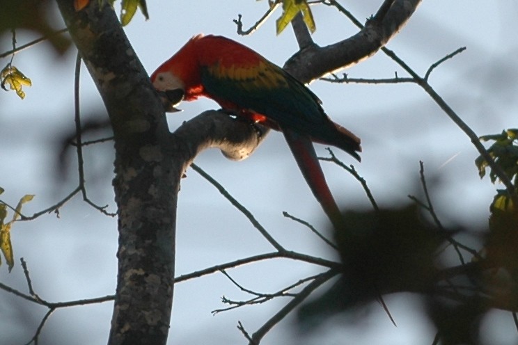 Scarlet Macaw - ML138509421