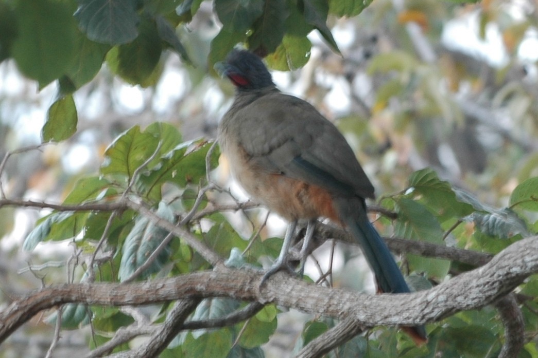 Rufous-vented Chachalaca - Cathy Pasterczyk