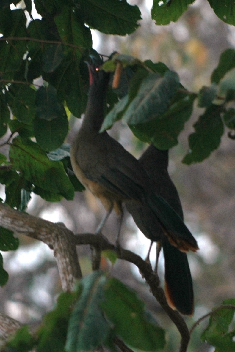 Rufous-vented Chachalaca - Cathy Pasterczyk