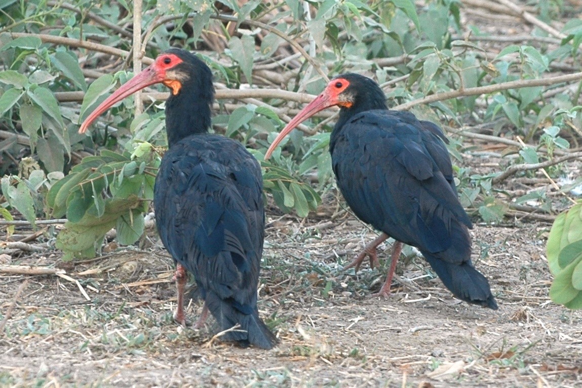 ibis dlouhoocasý - ML138512781