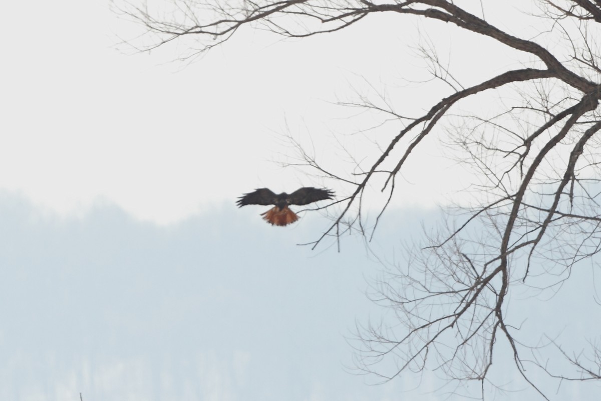 Red-tailed Hawk (abieticola) - Tony Moline