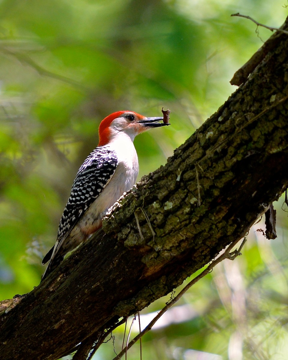 Red-bellied Woodpecker - Gerald Friesen