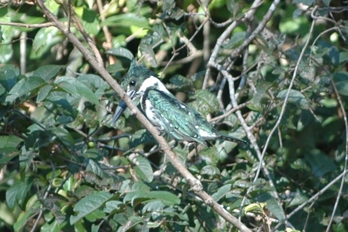 Green Kingfisher - ML138514261