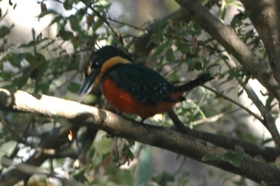 Green-and-rufous Kingfisher - ML138514591