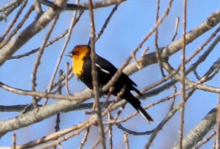 Yellow-headed Blackbird - ML138517261