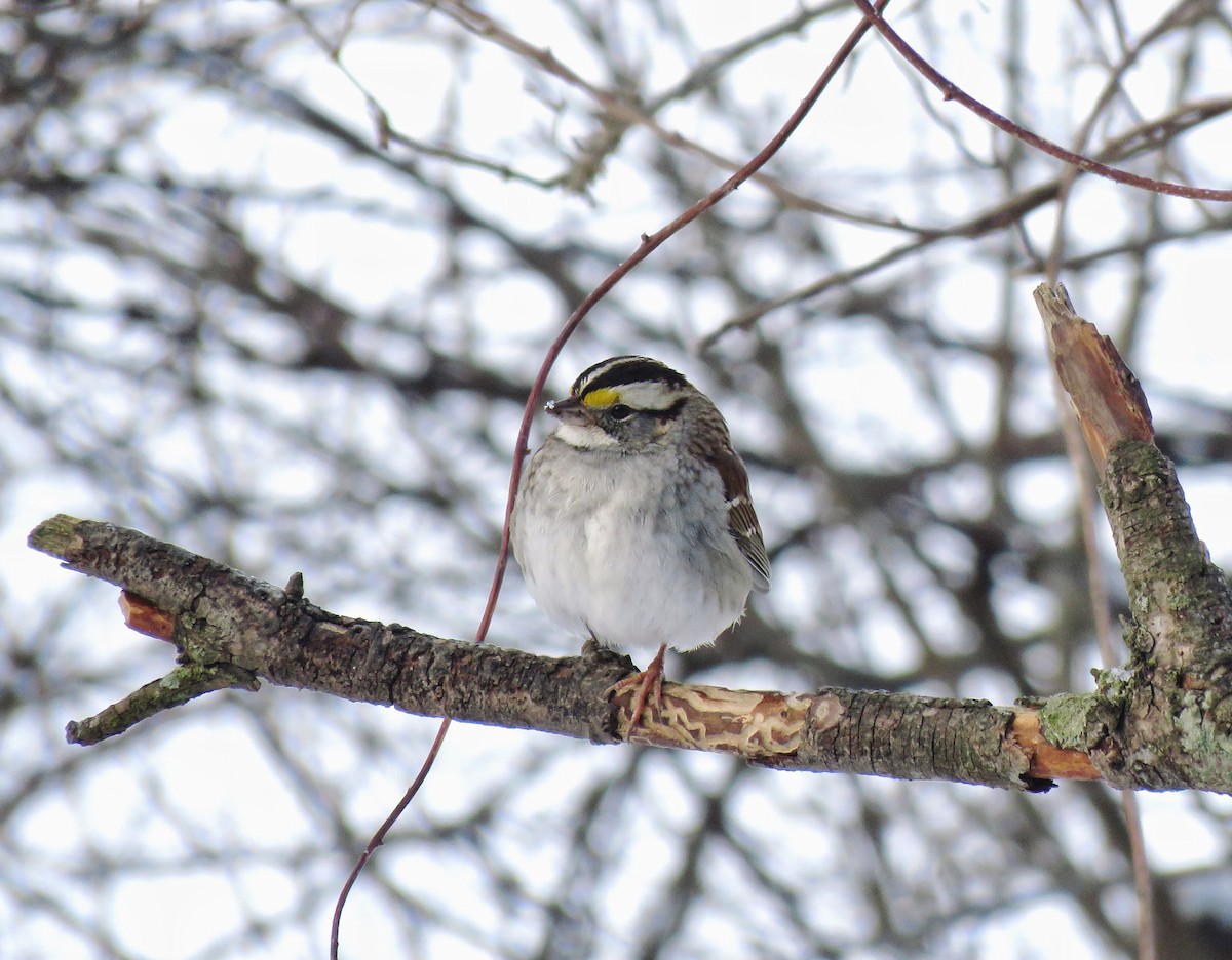 White-throated Sparrow - ML138517411