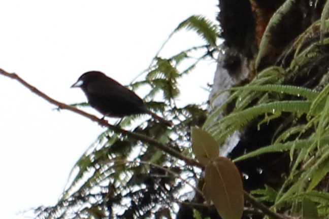 Silver-beaked Tanager - ML138518081