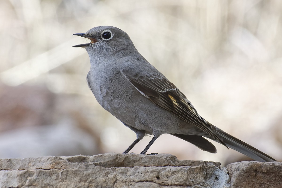 Townsend's Solitaire - ML138521081