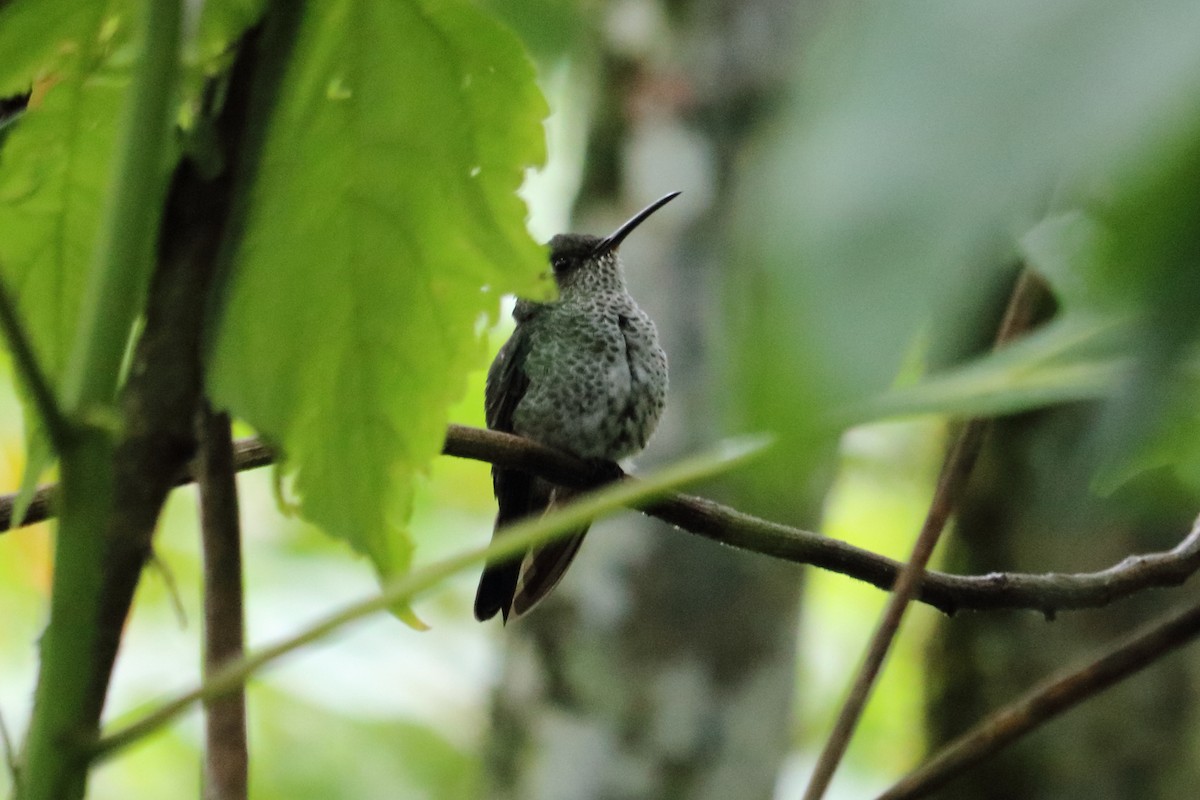 Many-spotted Hummingbird - ML138521541