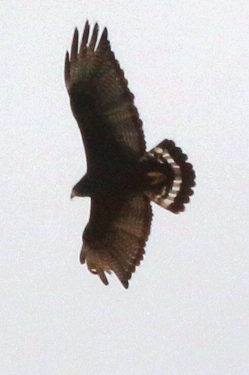 Zone-tailed Hawk - ML138521611