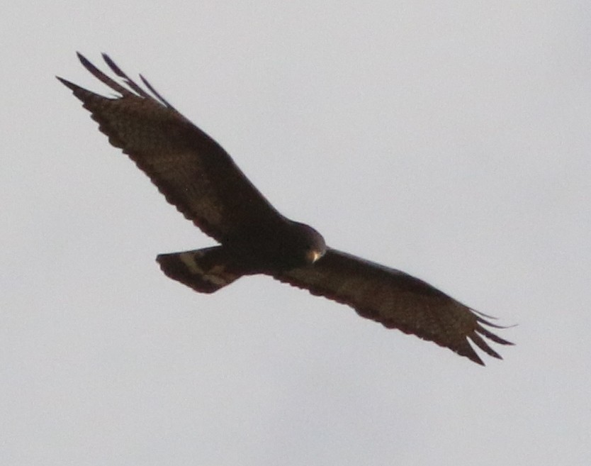 Zone-tailed Hawk - ML138521751