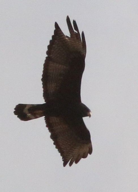 Zone-tailed Hawk - ML138521841