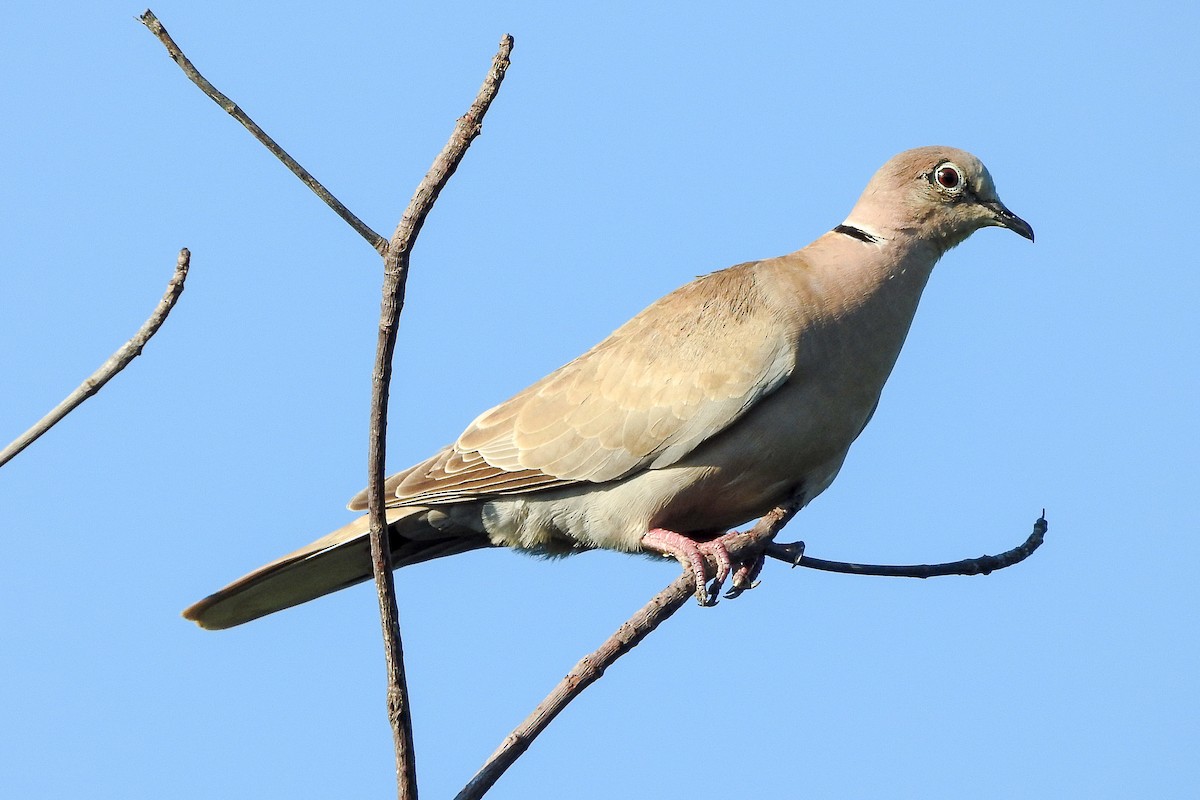 Eurasian Collared-Dove - Pat Hare