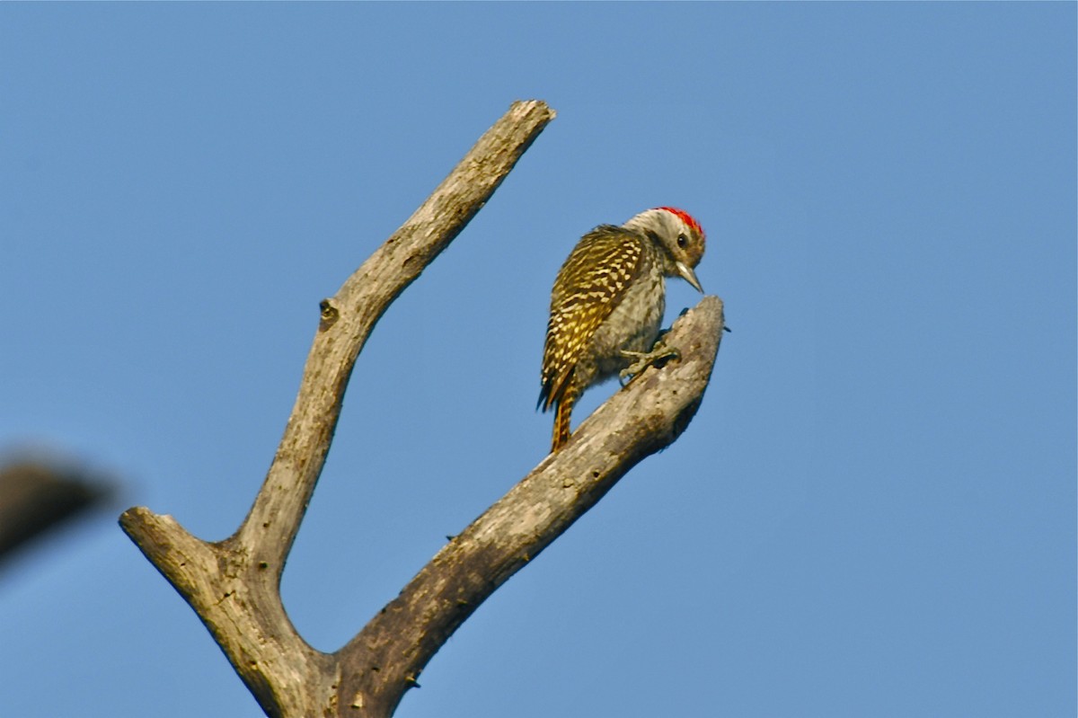 Cardinal Woodpecker - ML138528041