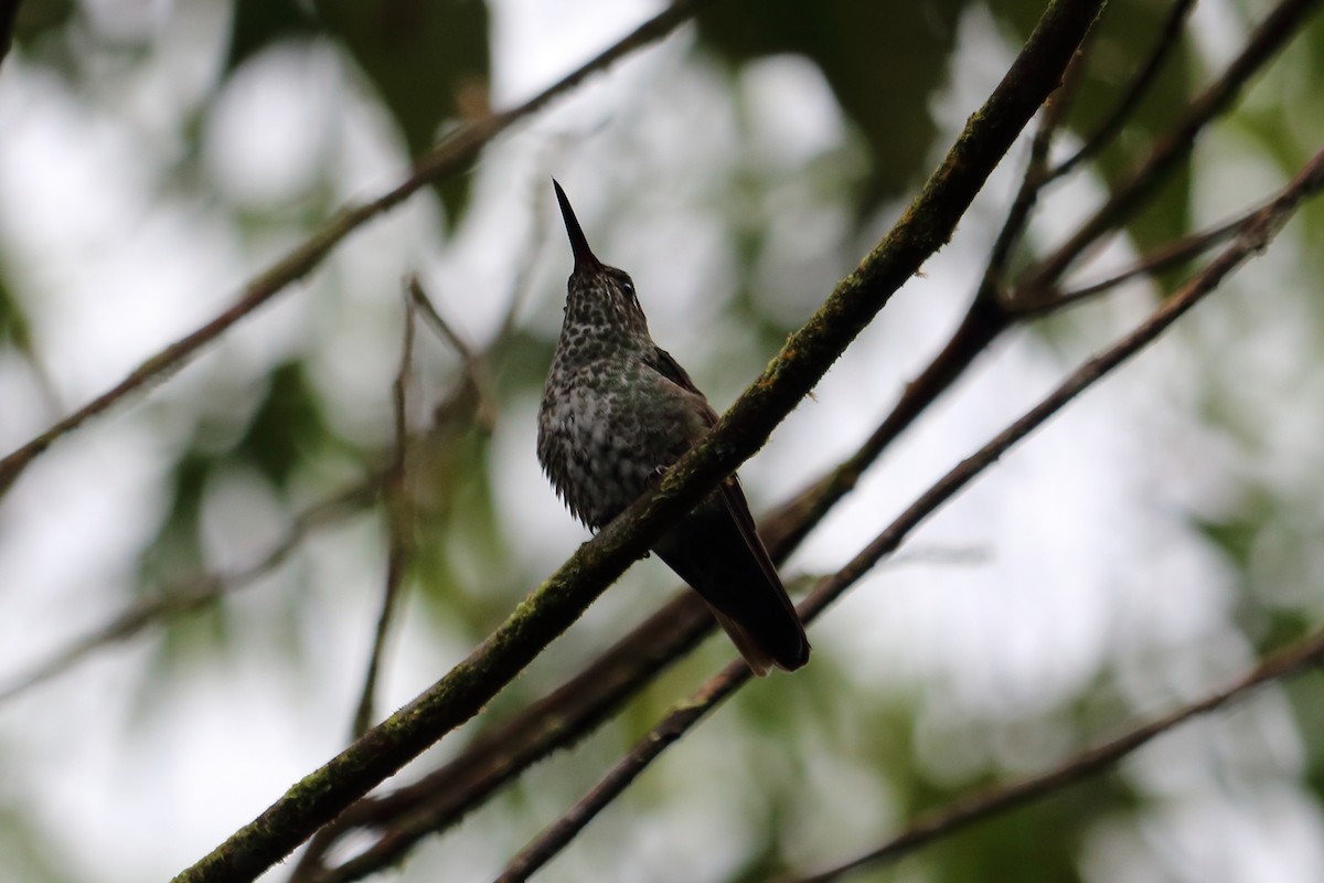 hummingbird sp. - ML138534171