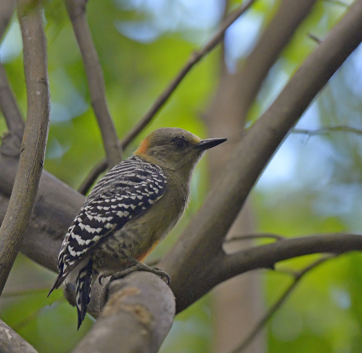 Red-crowned Woodpecker - ML138536841