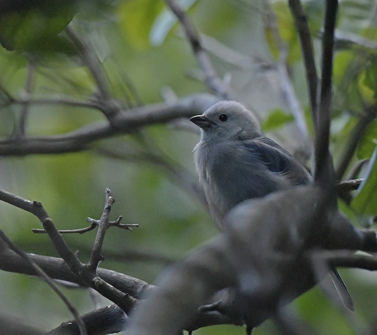 Palm Tanager - ML138537261