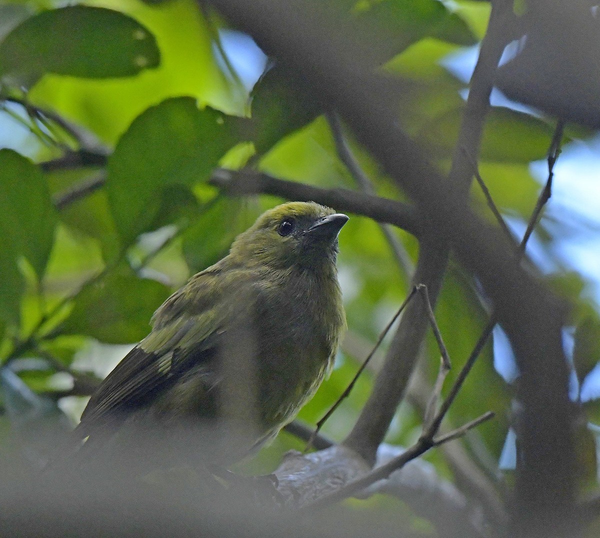 Palm Tanager - ML138537341