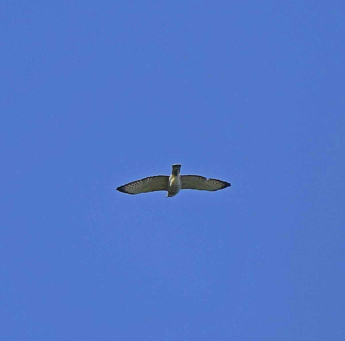 Broad-winged Hawk - ML138537721