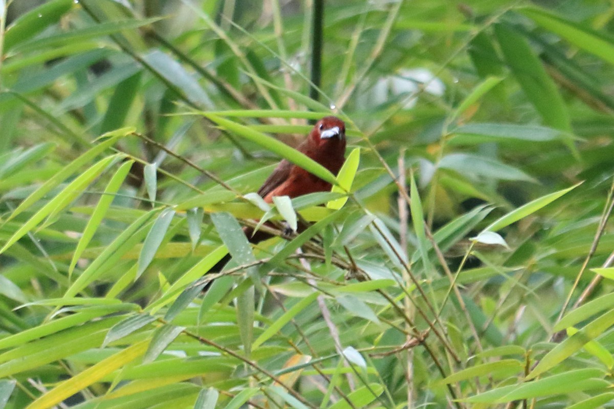 Silver-beaked Tanager - ML138540611