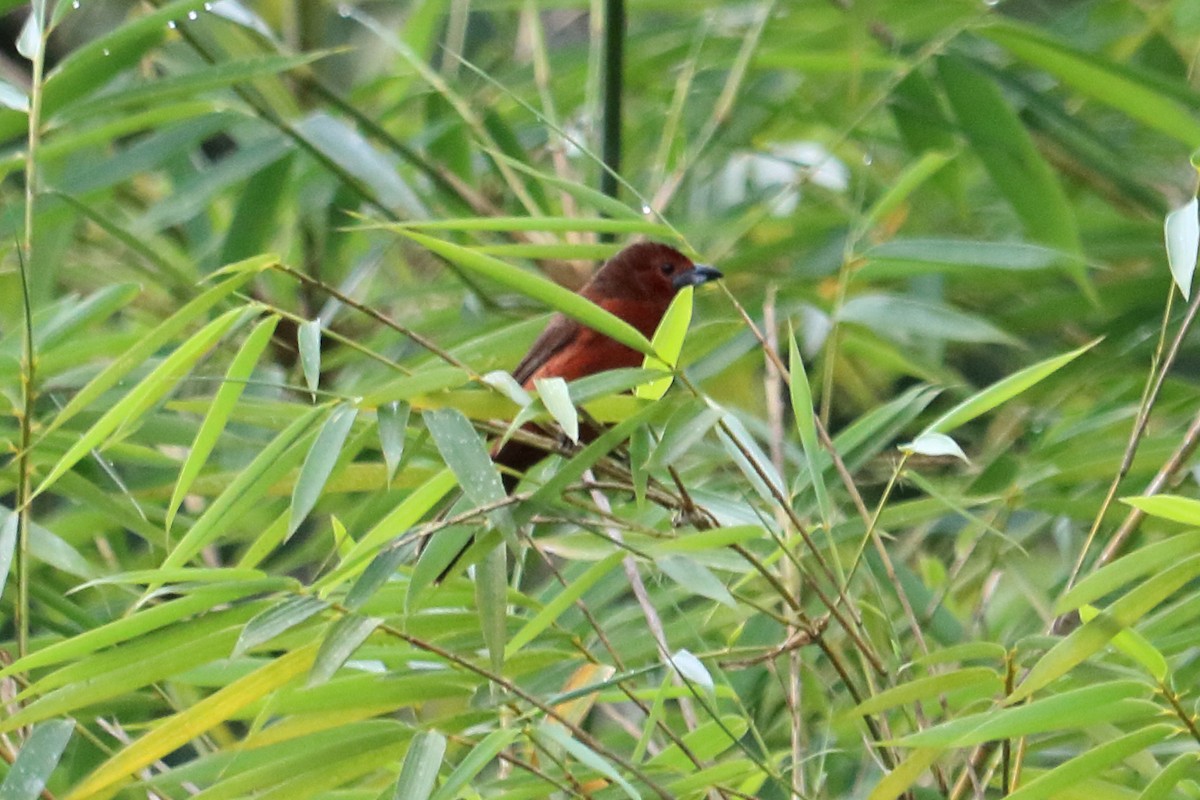 Silver-beaked Tanager - ML138540641
