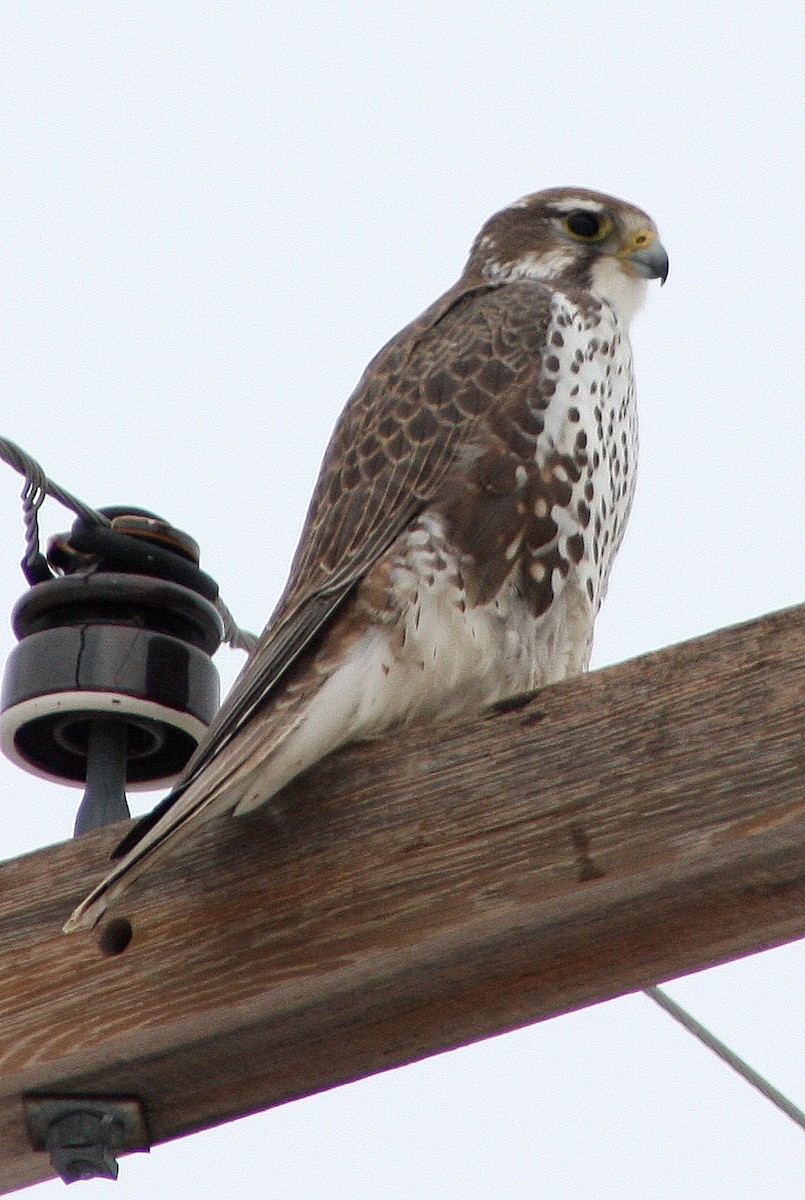 Prairie Falcon - Steve Rottenborn