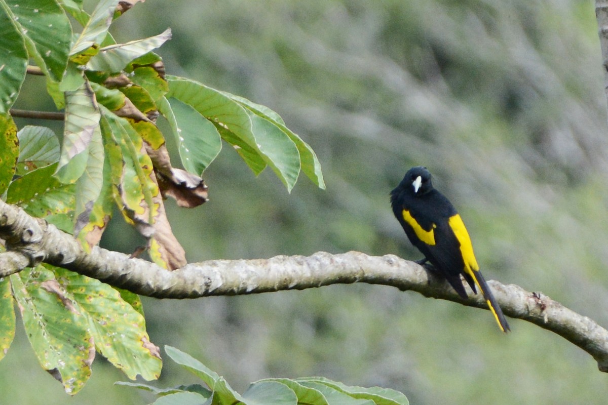 Yellow-winged Cacique - ML138541581