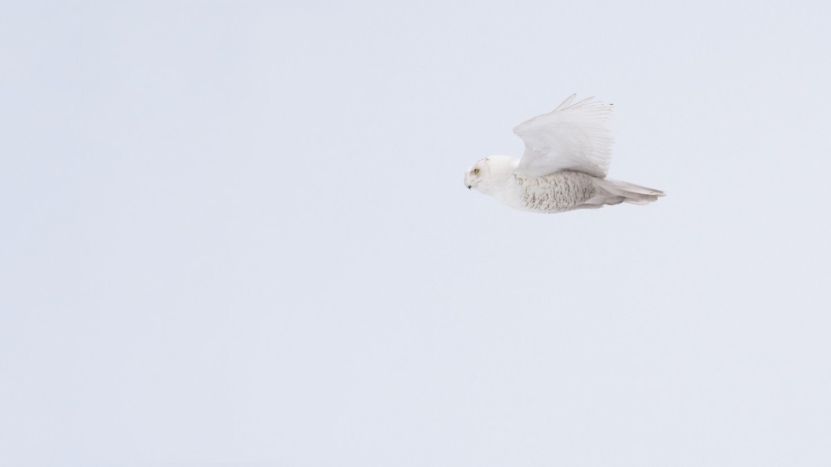 Snowy Owl - Bryan Calk