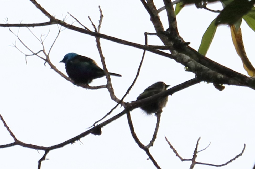 Blue-necked Tanager - ML138544741