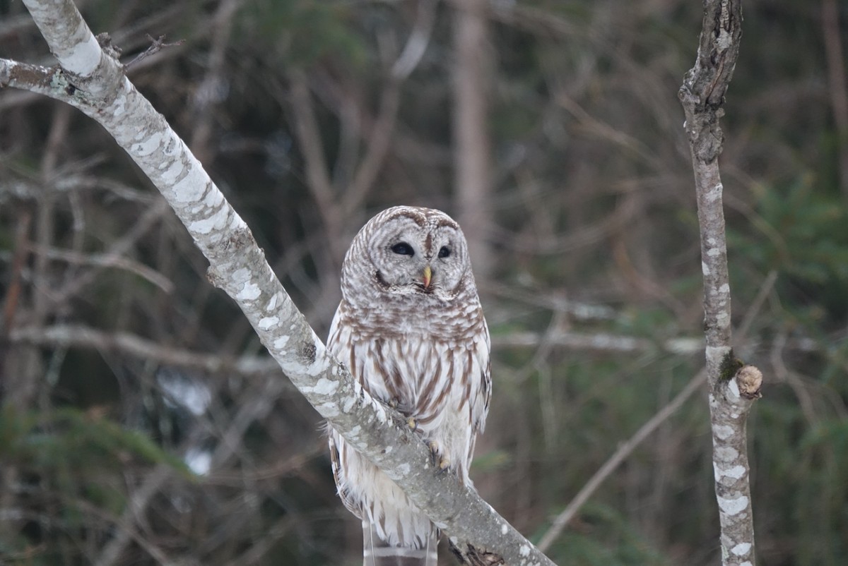 Barred Owl - ML138548711