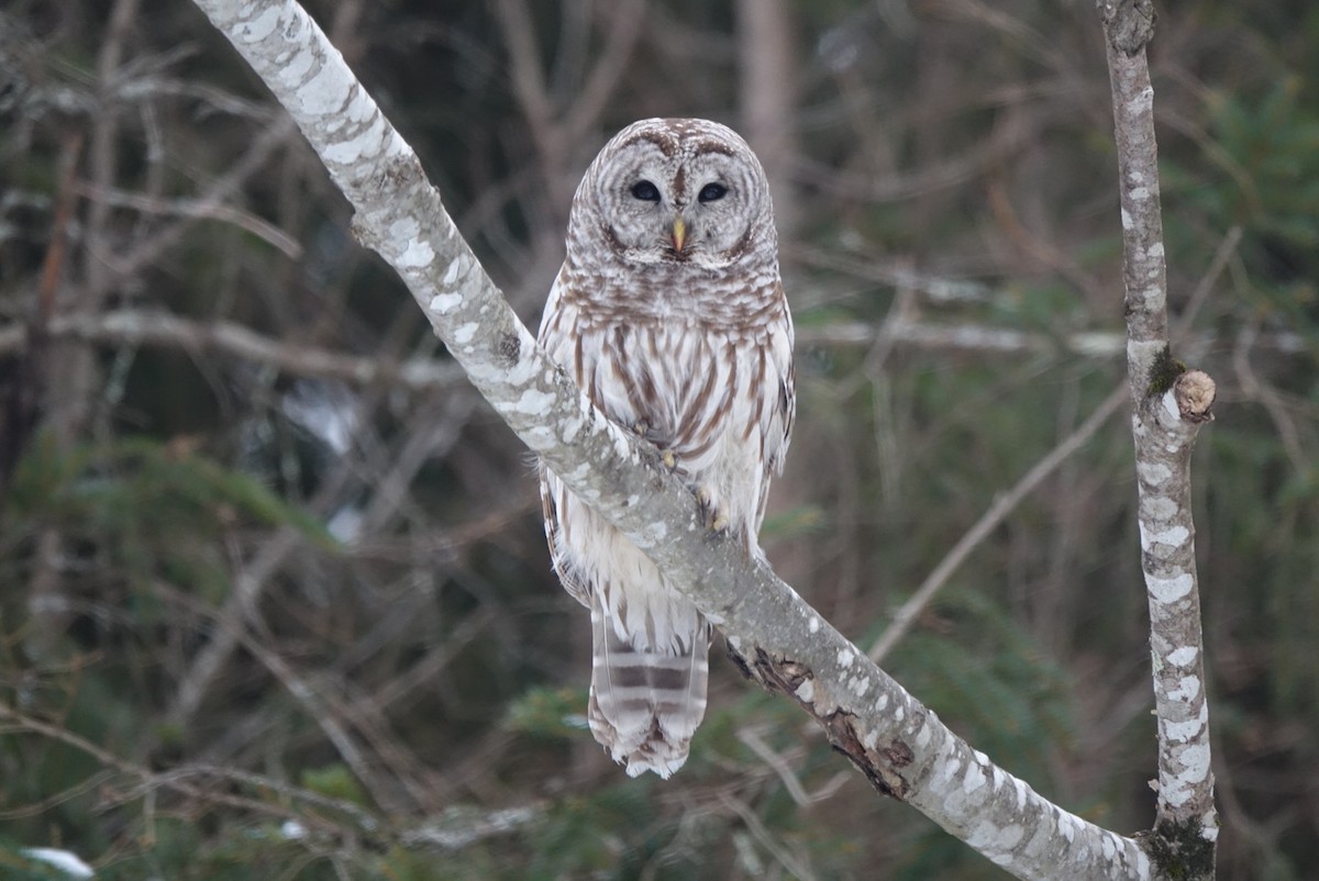 Barred Owl - ML138548851