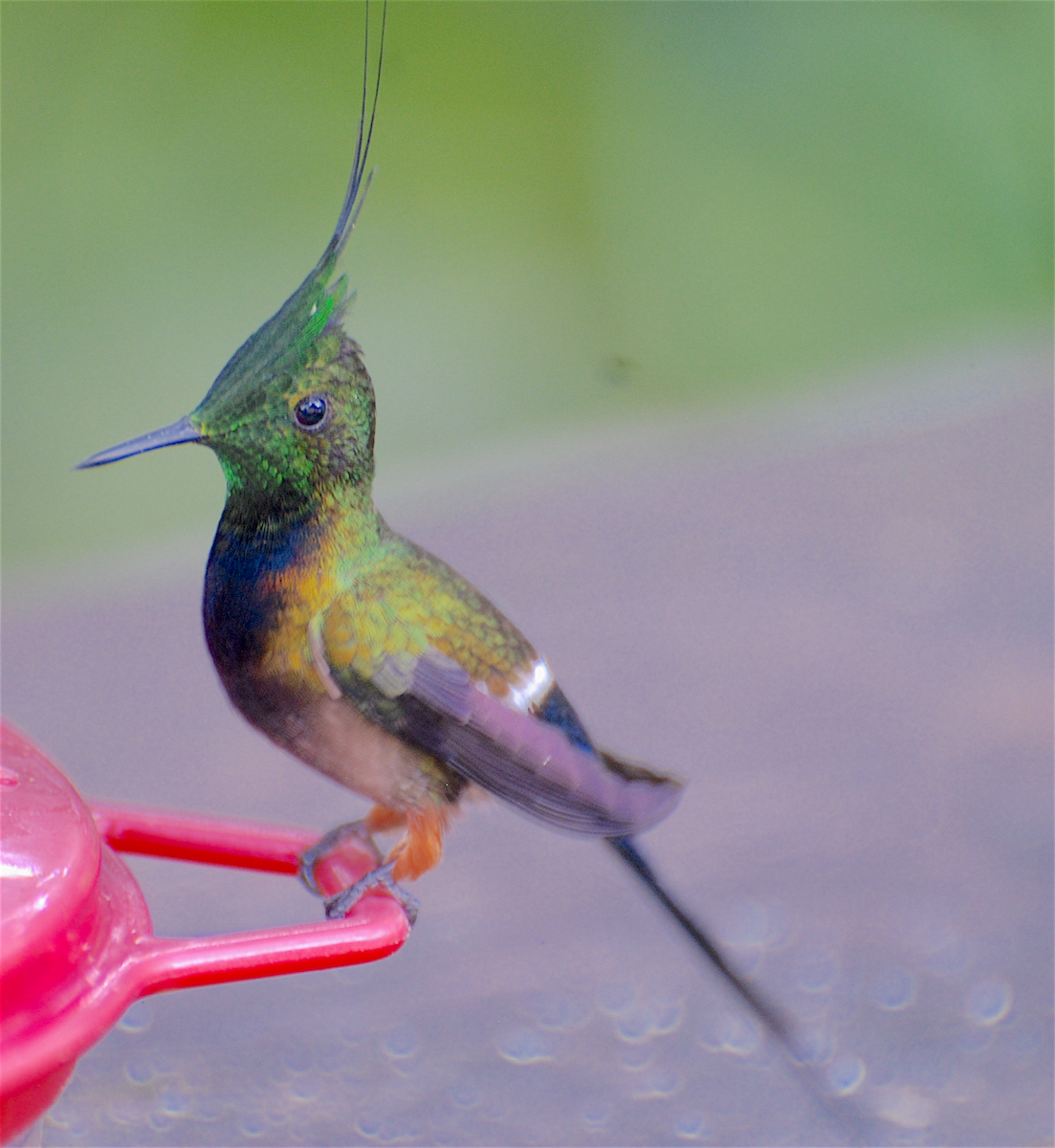 Wire-crested Thorntail - ML138549081