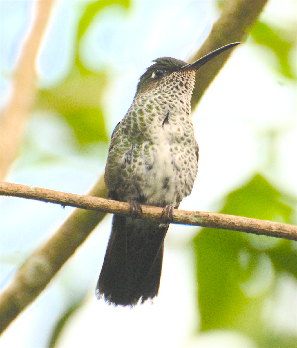 Many-spotted Hummingbird - ML138549491