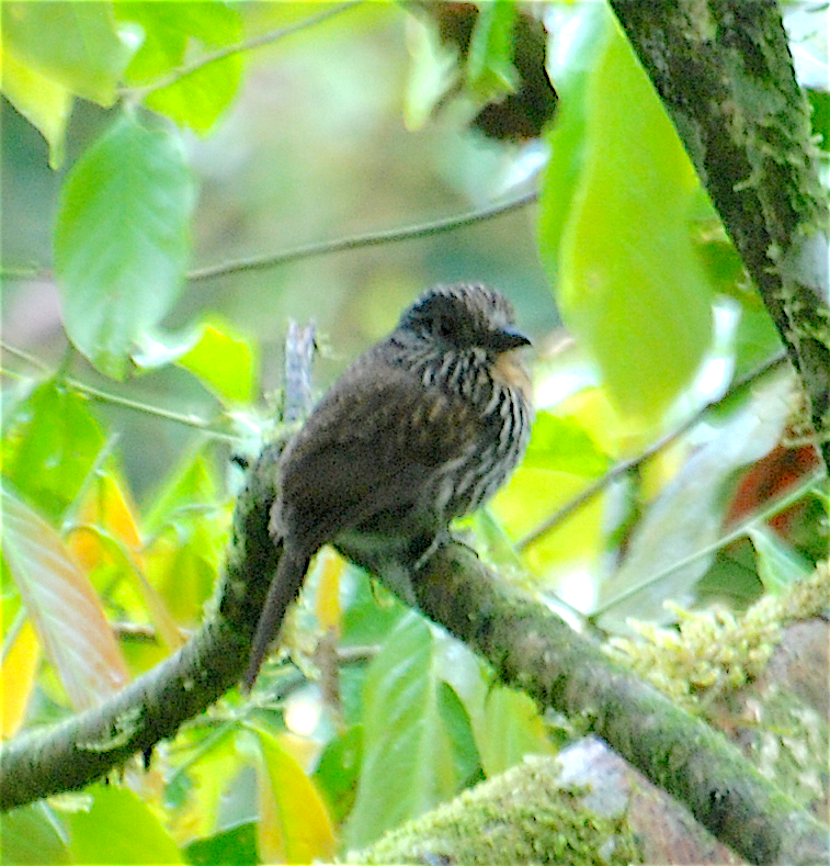 Black-streaked Puffbird - ML138549831