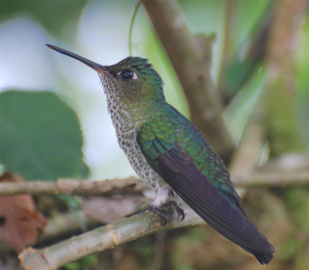 Many-spotted Hummingbird - ML138549891