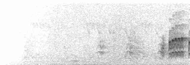 Pito Gris Occidental (grupo goertae) - ML138553891