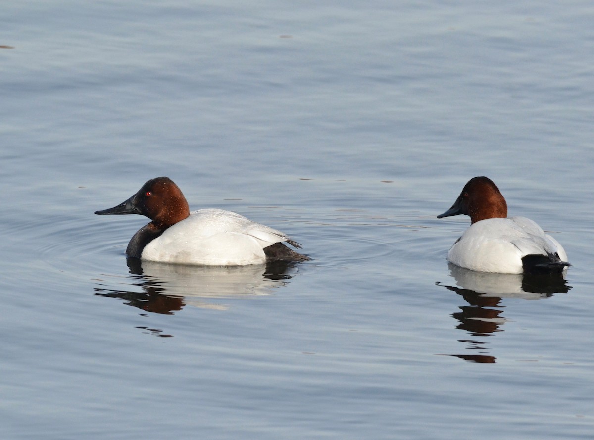 Canvasback - Peter Paul