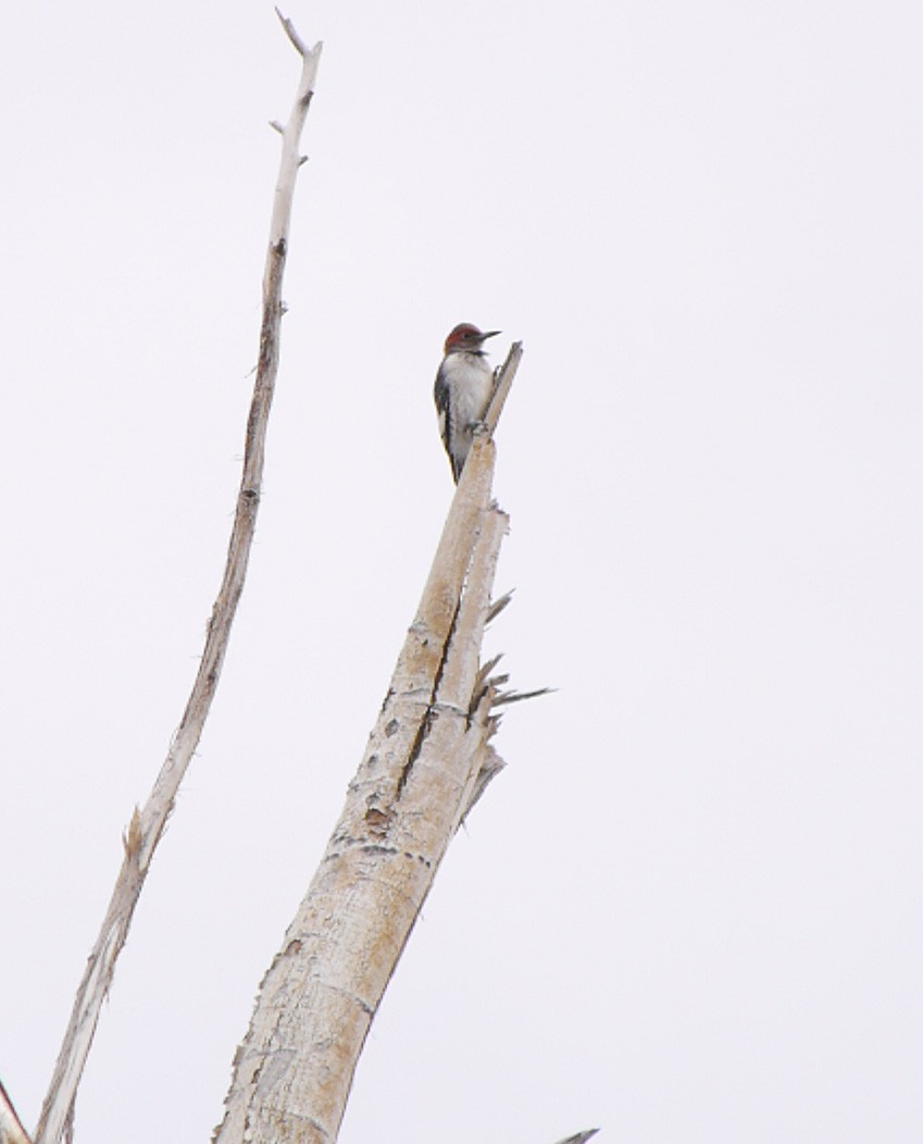Red-headed Woodpecker - Bernard Foy