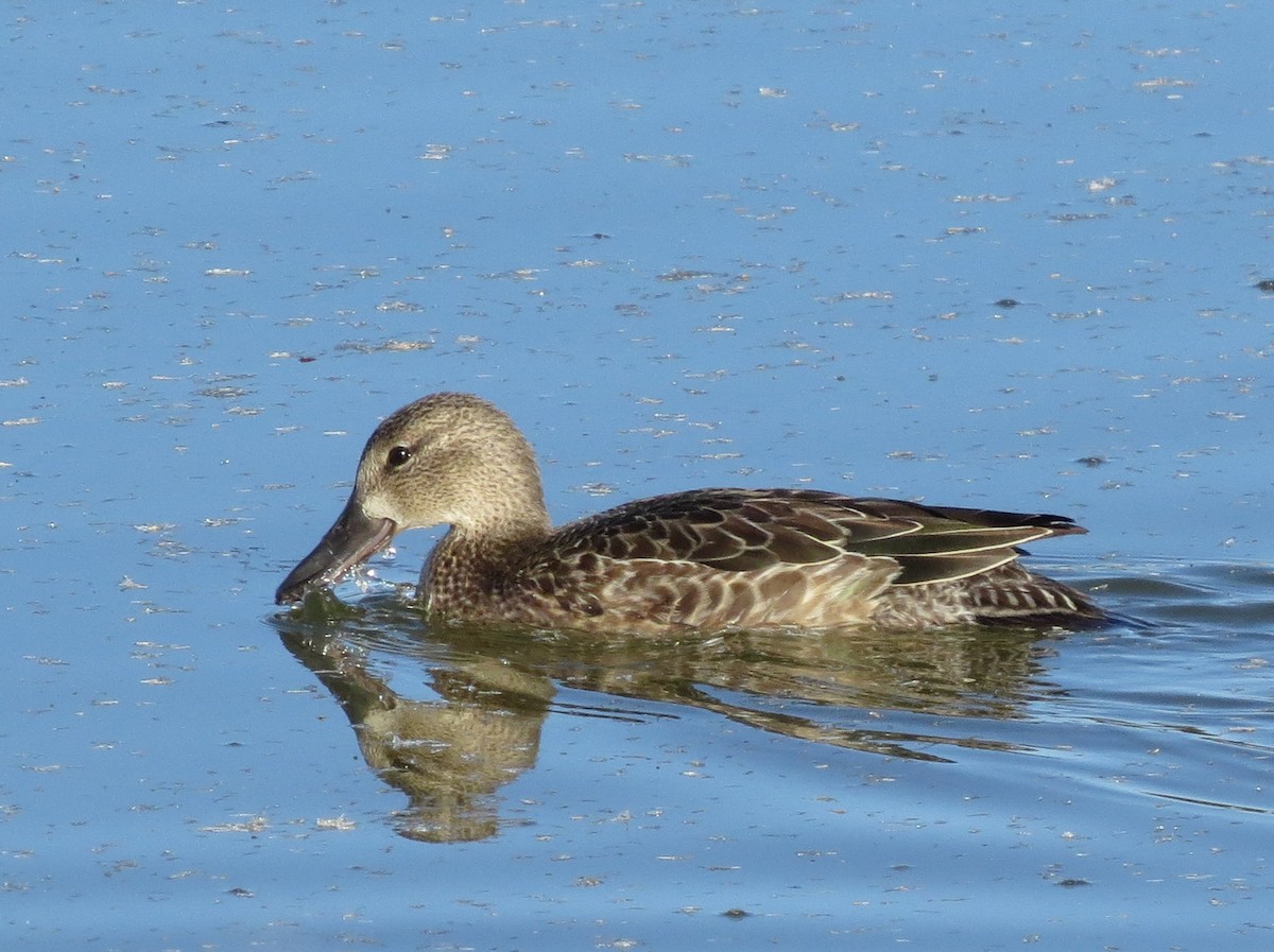 Blue-winged Teal - ML138556701