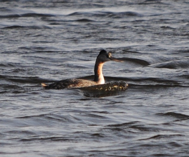 Great Grebe - andres ebel