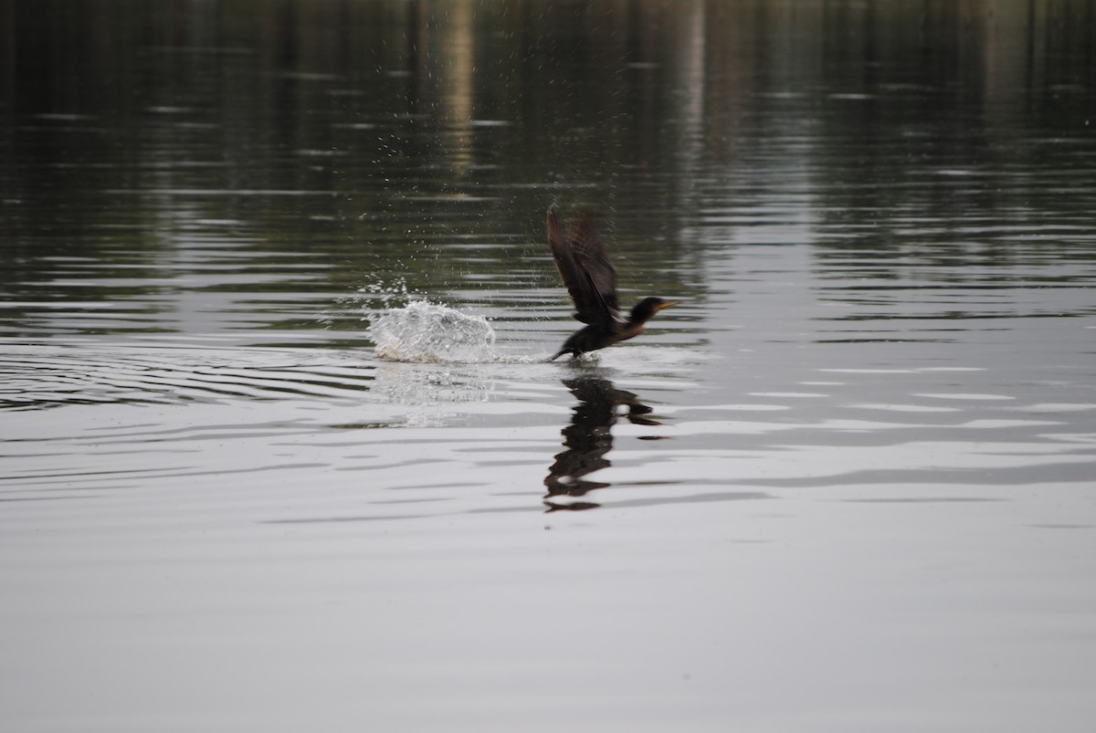 Neotropic Cormorant - andres ebel
