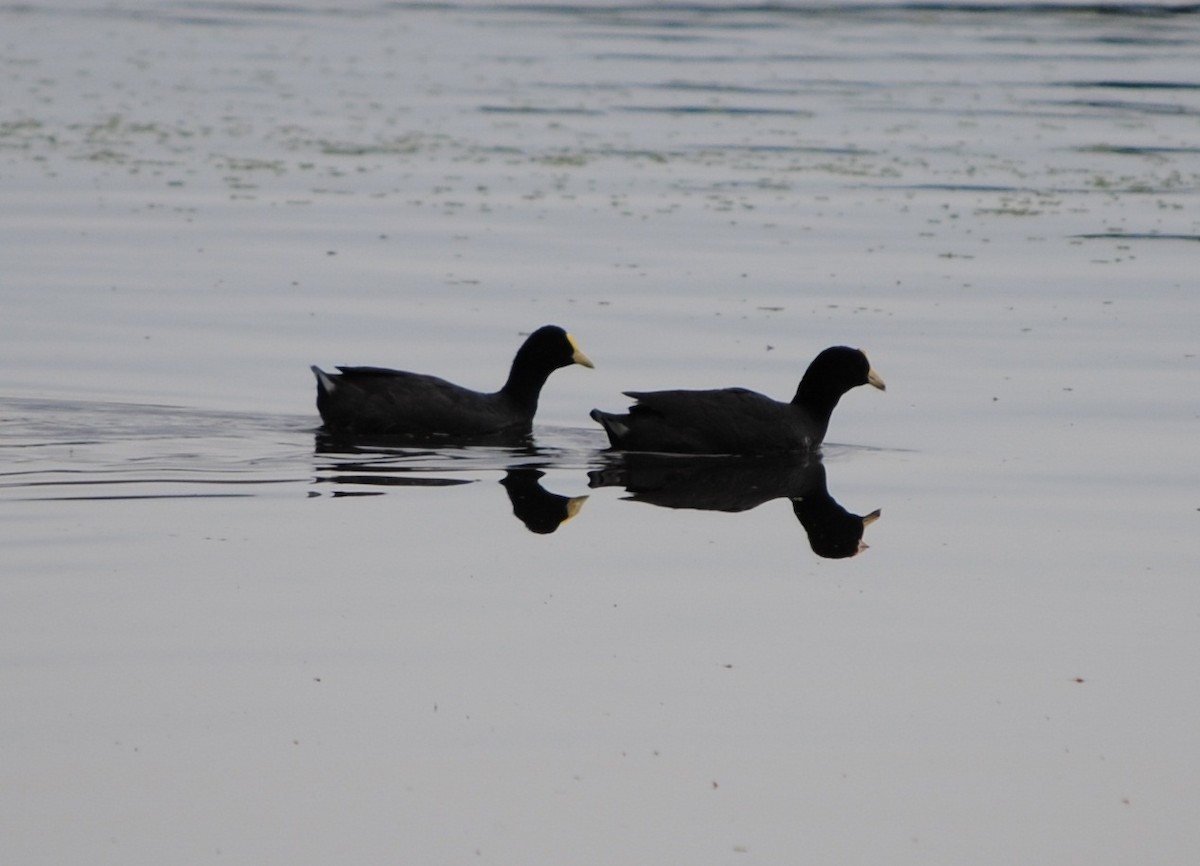 White-winged Coot - ML138558781