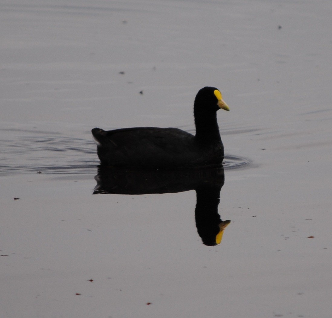 White-winged Coot - ML138558791