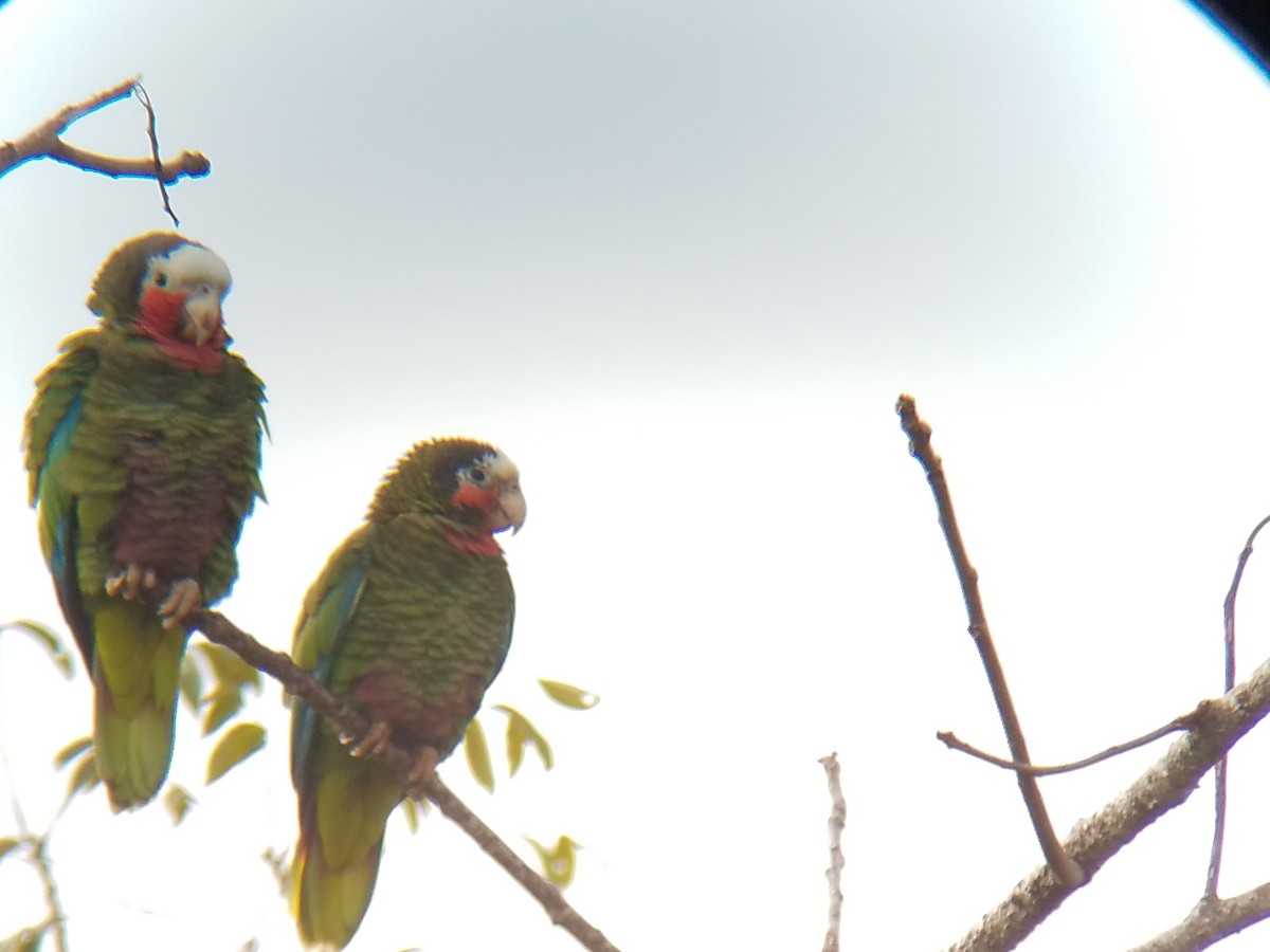 Cuban Parrot (Cuban) - ML138559611