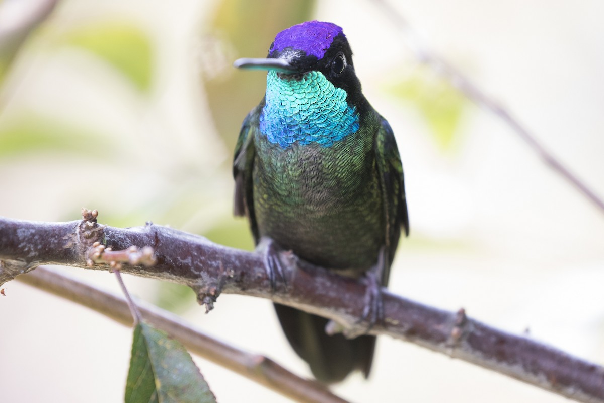 Talamanca Hummingbird - Marcelo Corella