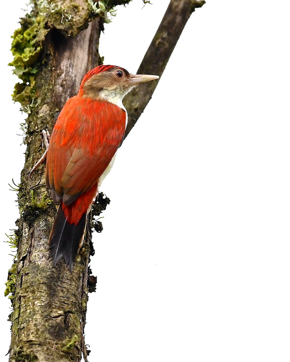 Scarlet-backed Woodpecker - ML138564341