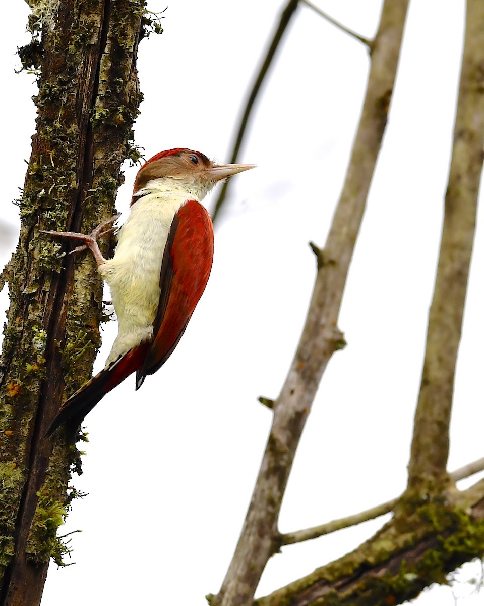 Scarlet-backed Woodpecker - ML138564371