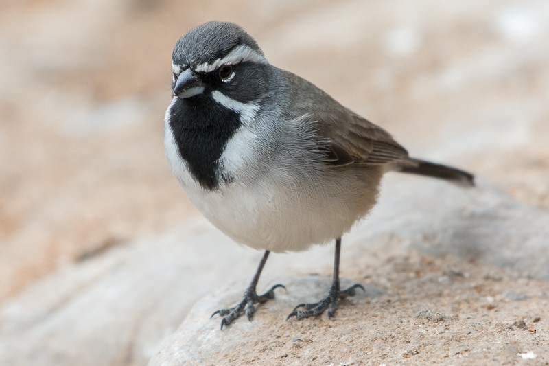 Black-throated Sparrow - ML138566301