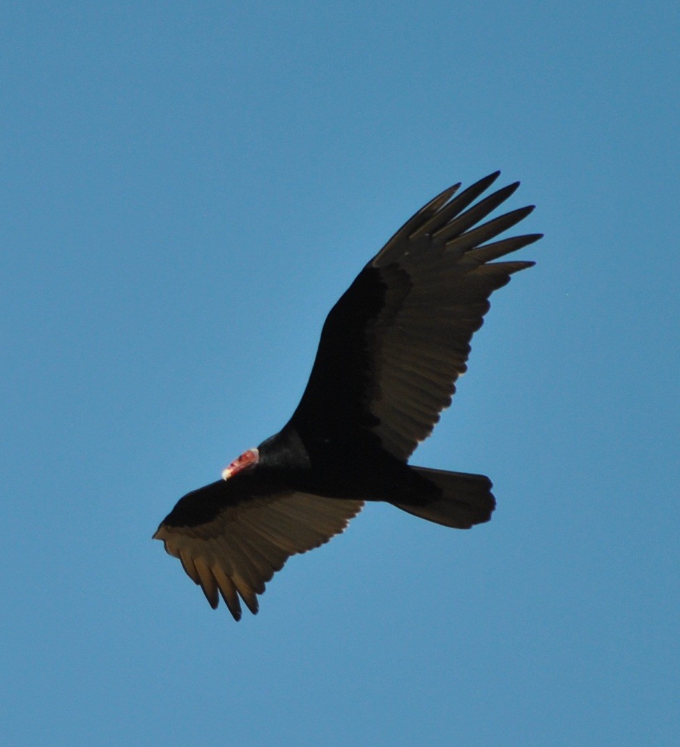 Turkey Vulture - ML138566741