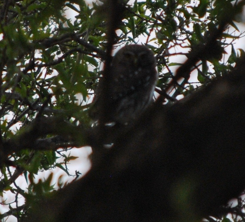 Ferruginous Pygmy-Owl - ML138567401